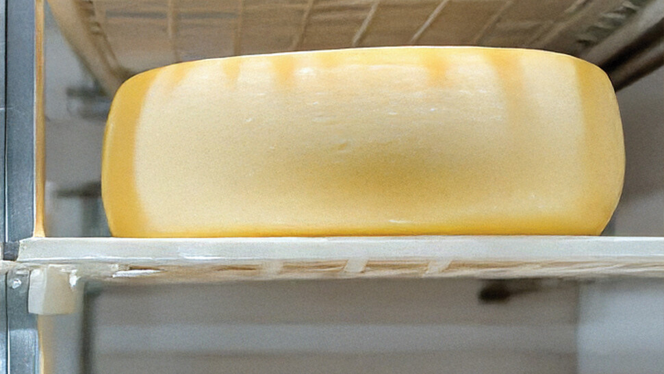 Cheese wheel in cooling process